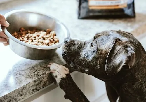Alimentos inadequados para cães podem até matá-los